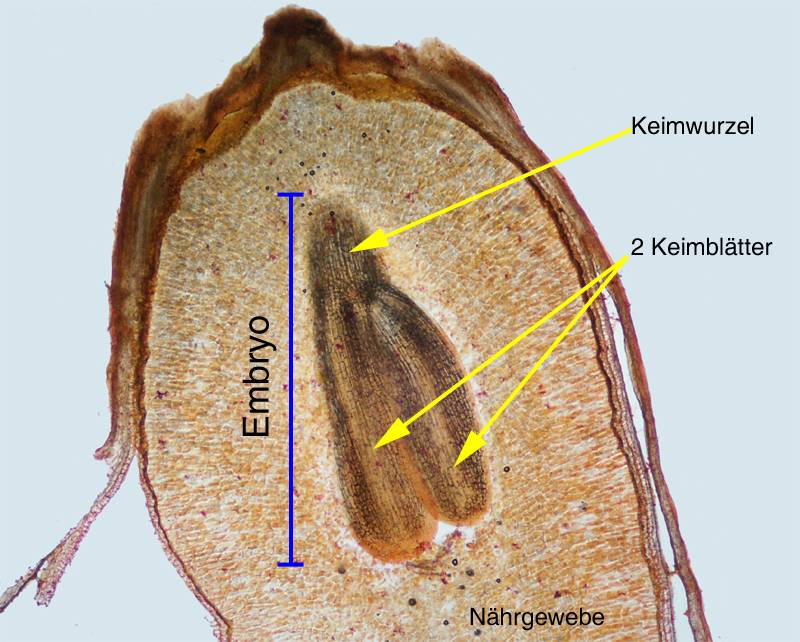 Embryo